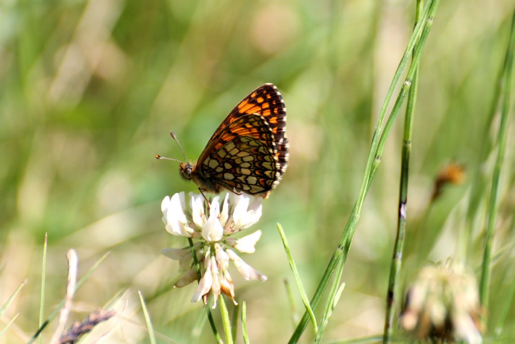 Melitaea athalia? S